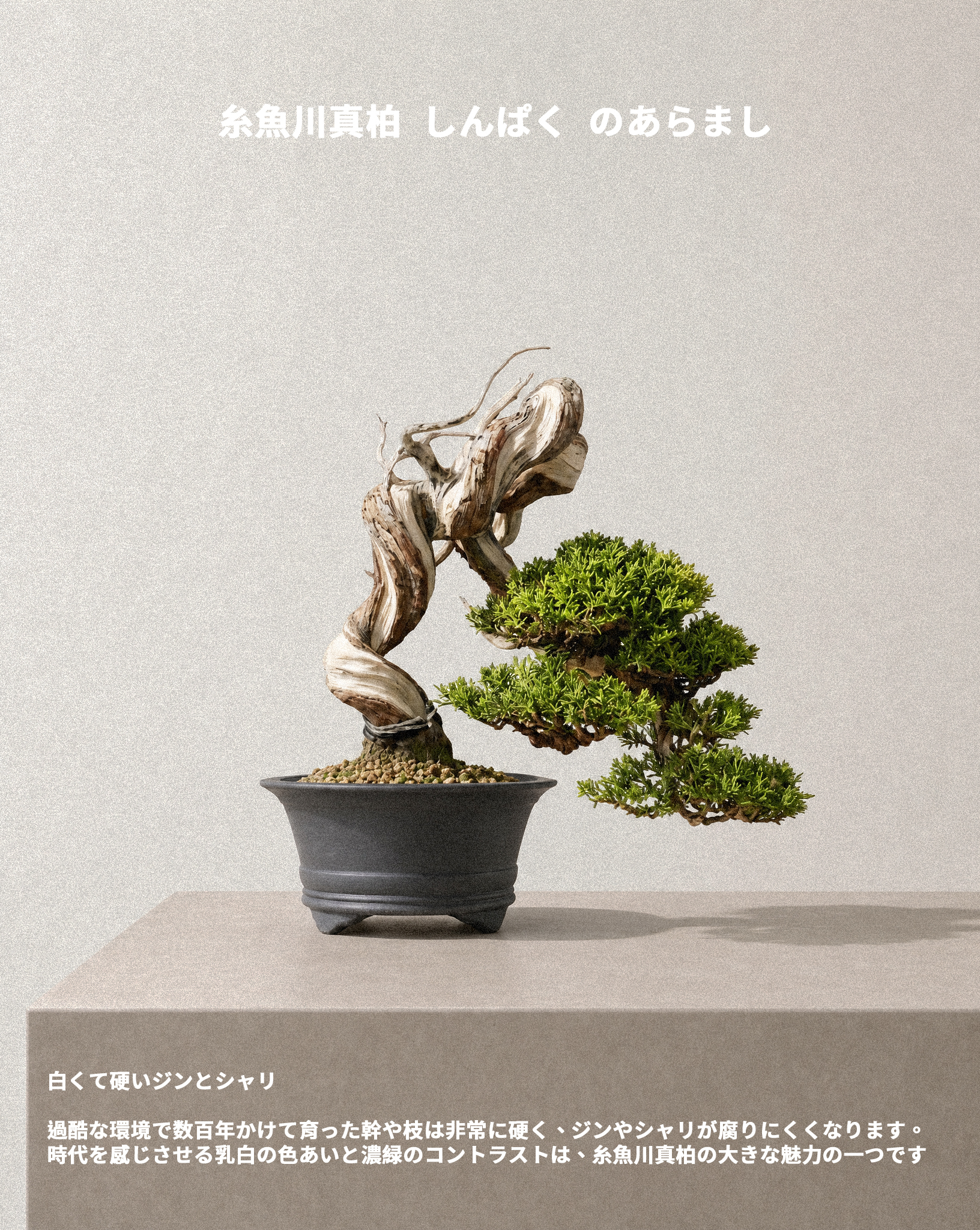 日本系魚川真柏 — Itoigawa Shimpaku 03