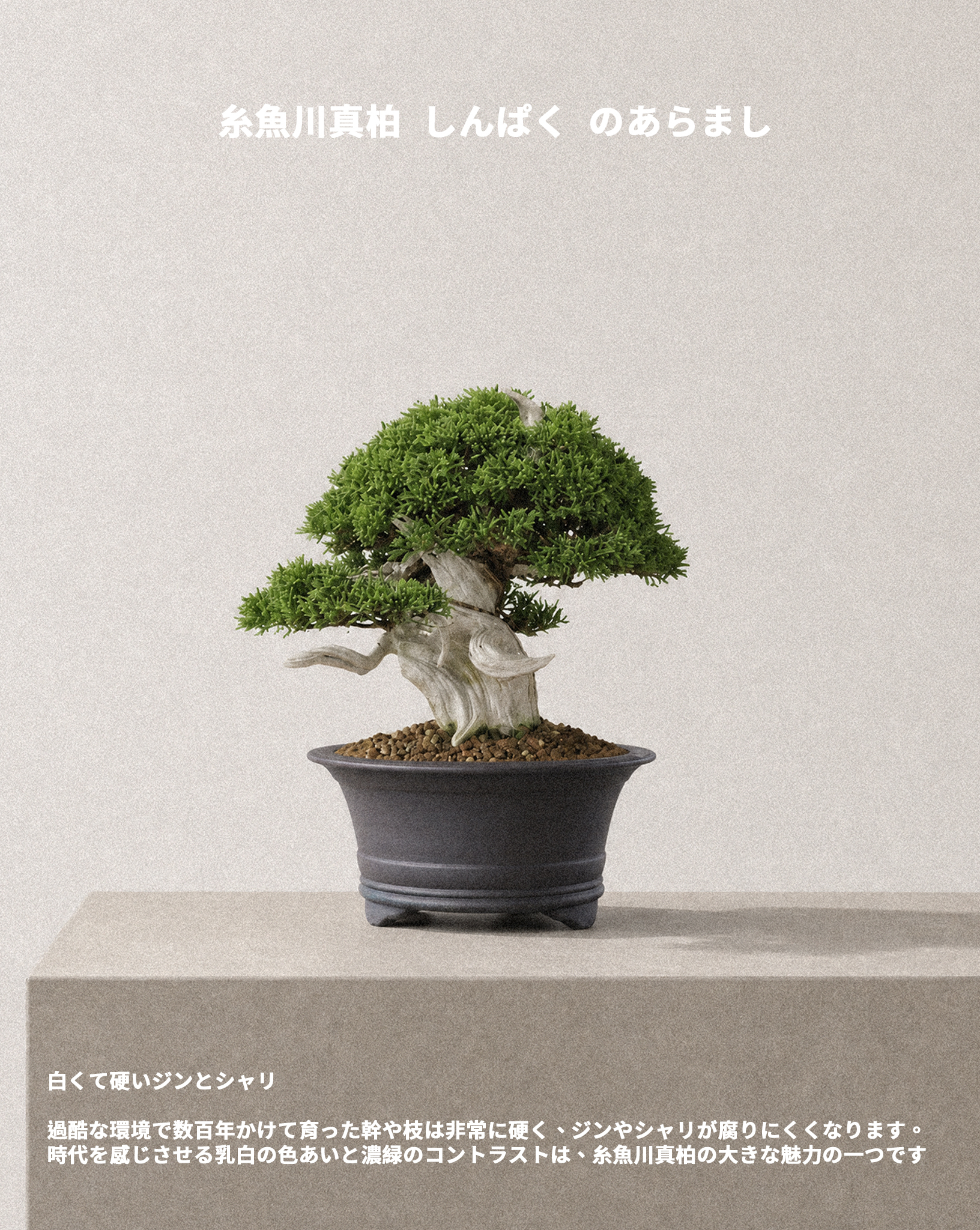 日本系魚川真柏 — Itoigawa Shimpaku 04