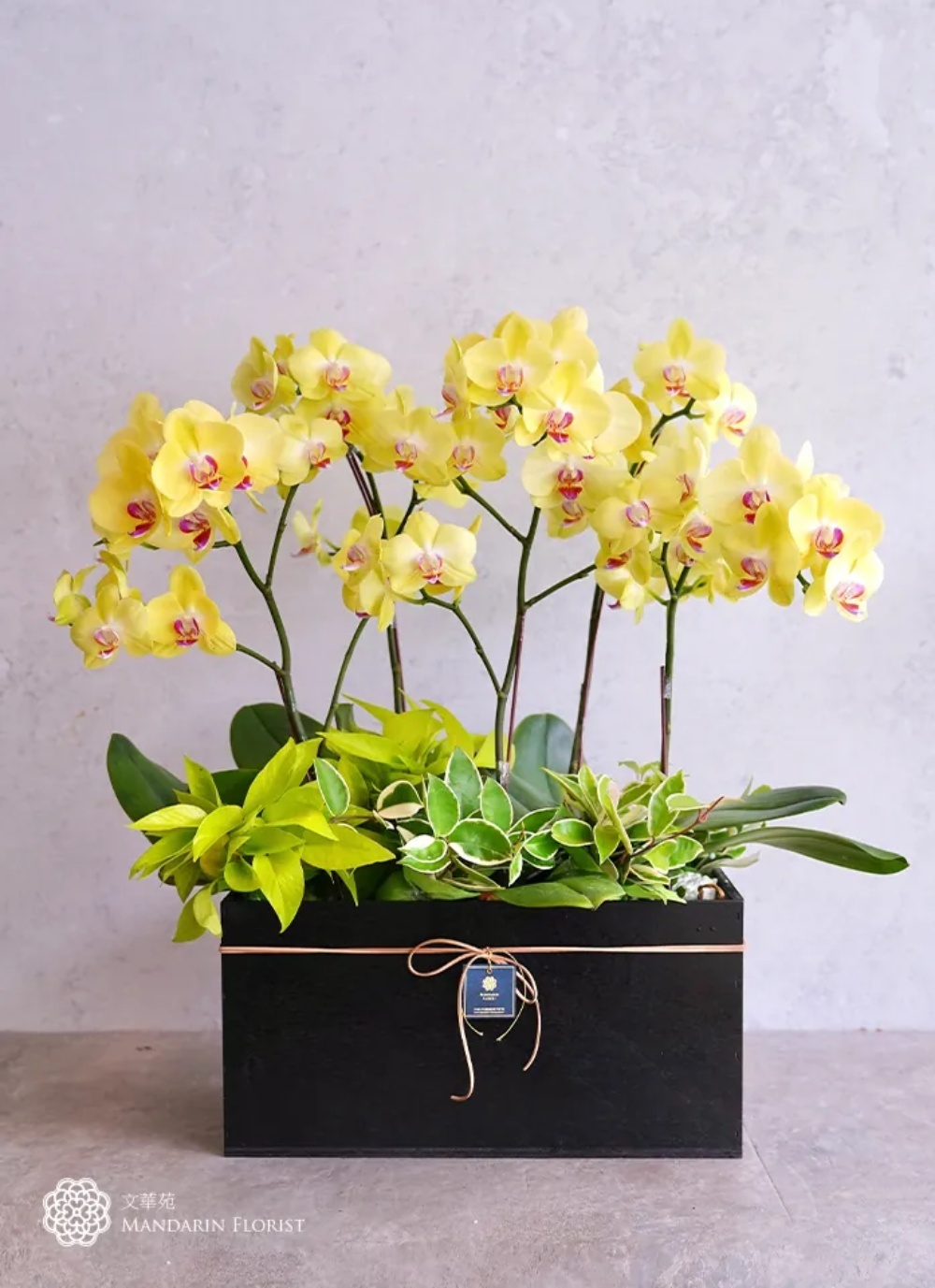 文華花苑現品推薦： 蘭花植栽-蘭庭絮