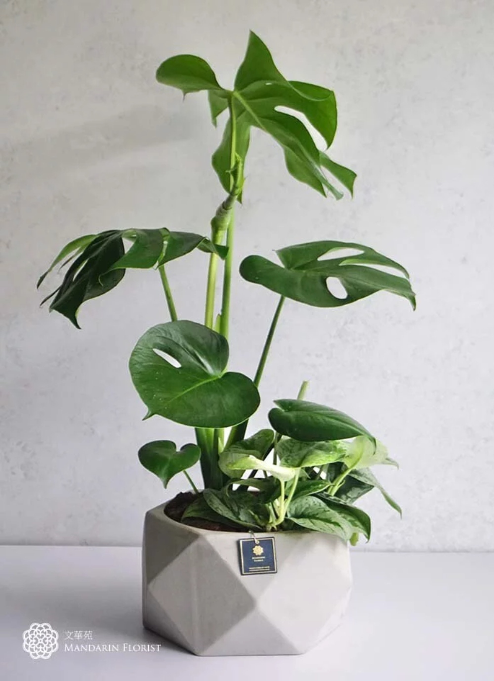 文華花苑現品推薦： 桌上綠植-郁郁碧綠