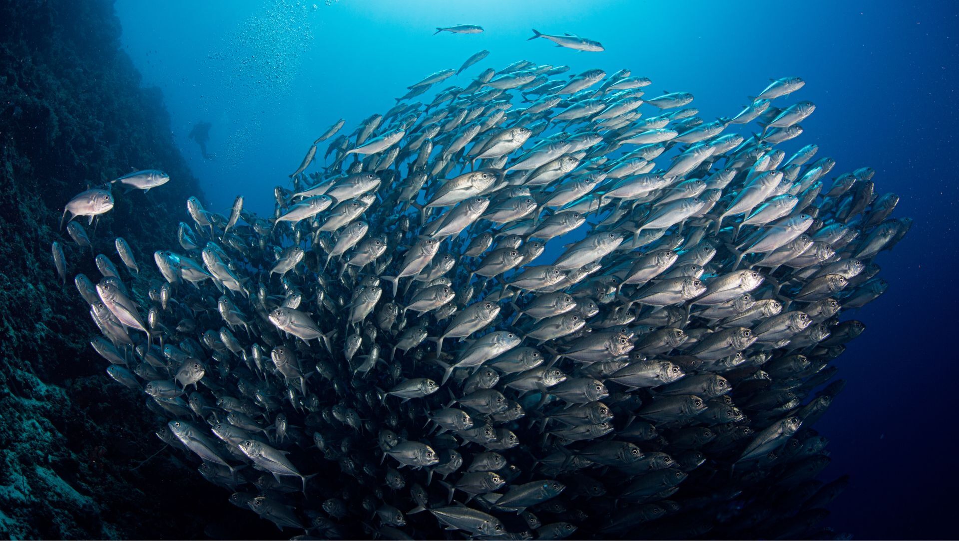 巴里卡薩島傑克魚風暴(Jack Fish Storm),數千條傑克魚在淺水區形成壯觀銀色魚球