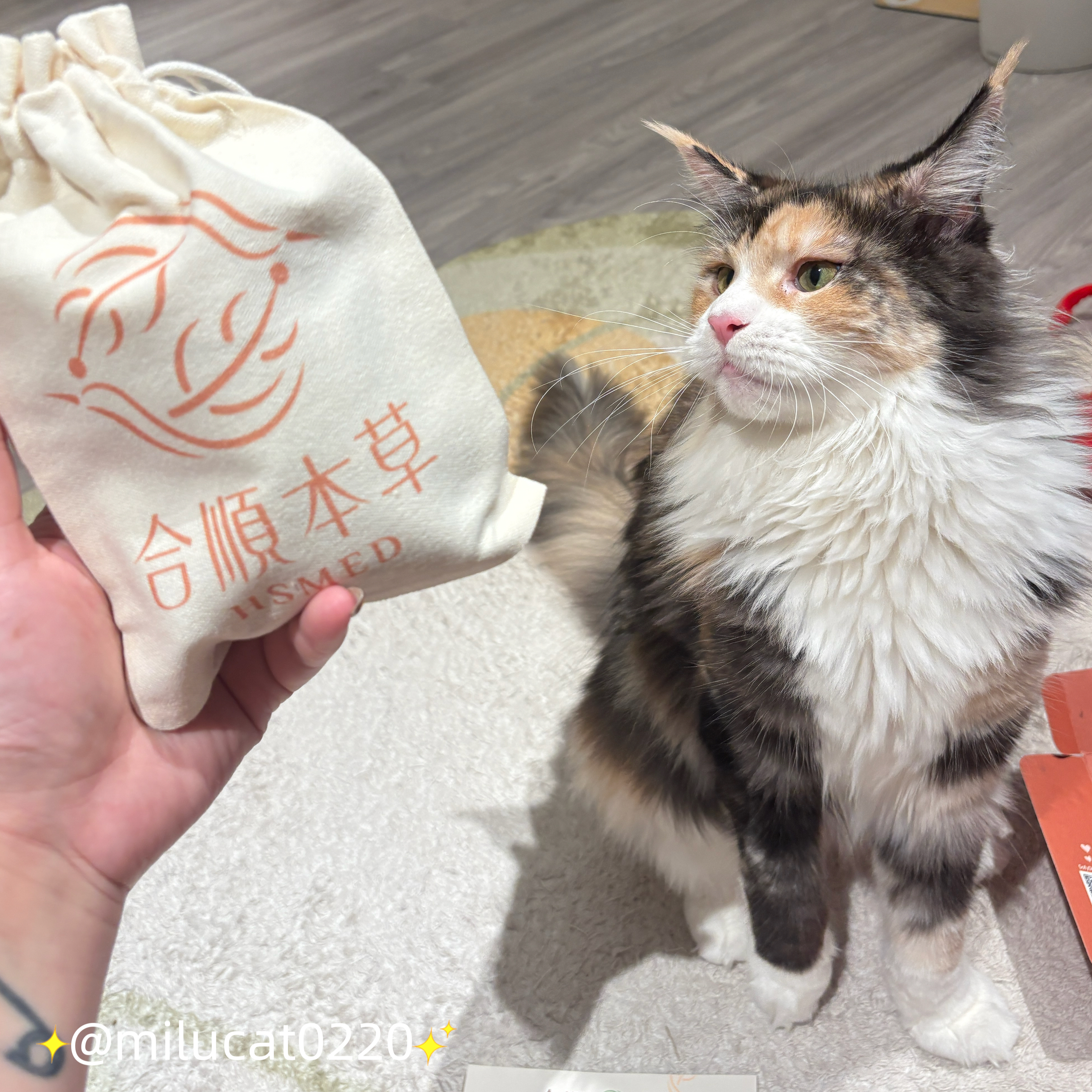 網紅寵物試用
