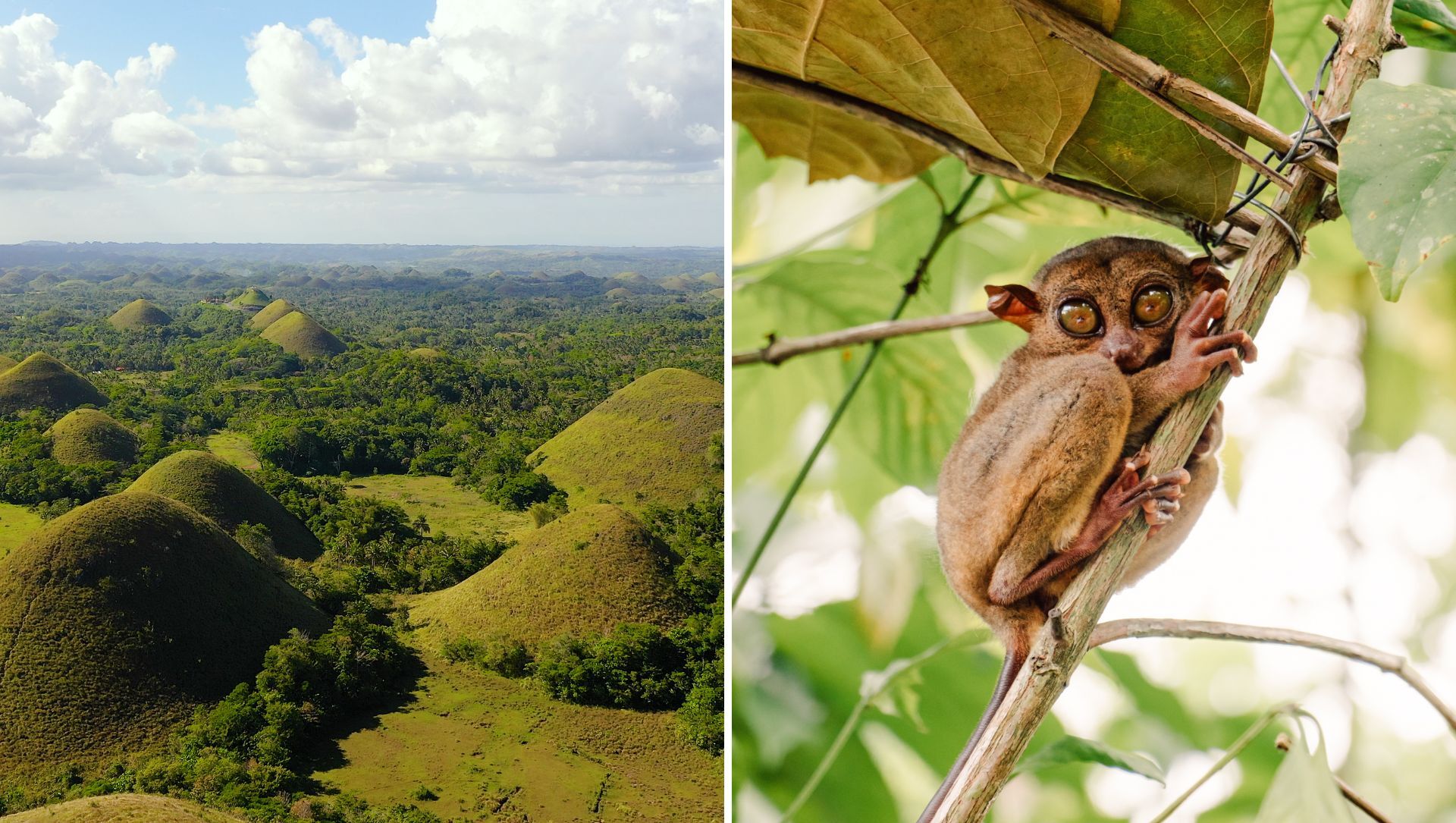 菲律賓薄荷島巧克力丘(Chocolate Hills),超過千座圓形石灰岩小丘覆蓋旱季棕褐草地的地標景觀
