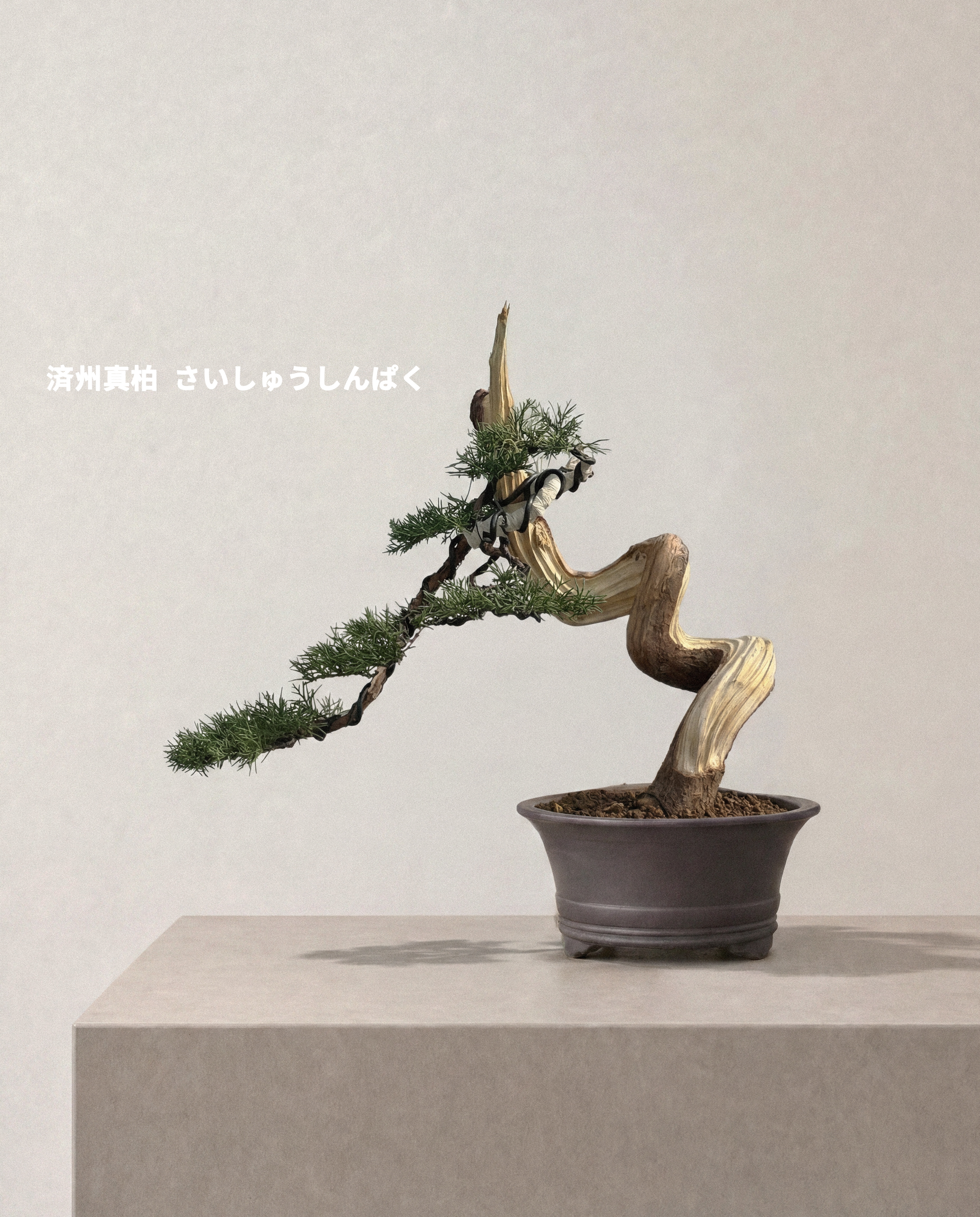 濟州真柏 — Juniperus chinensis ‘Jeju’ 02