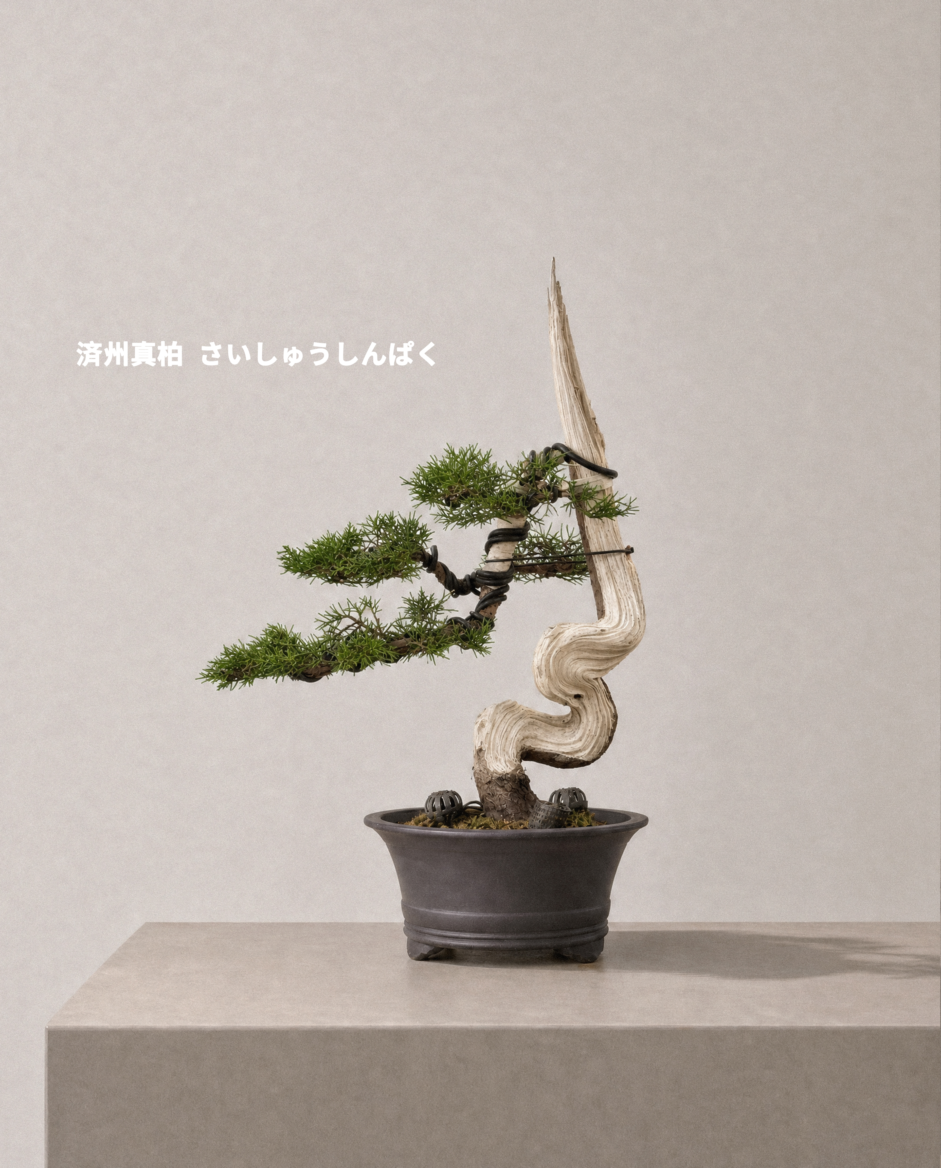 濟州真柏 — Juniperus chinensis ‘Jeju’ 03