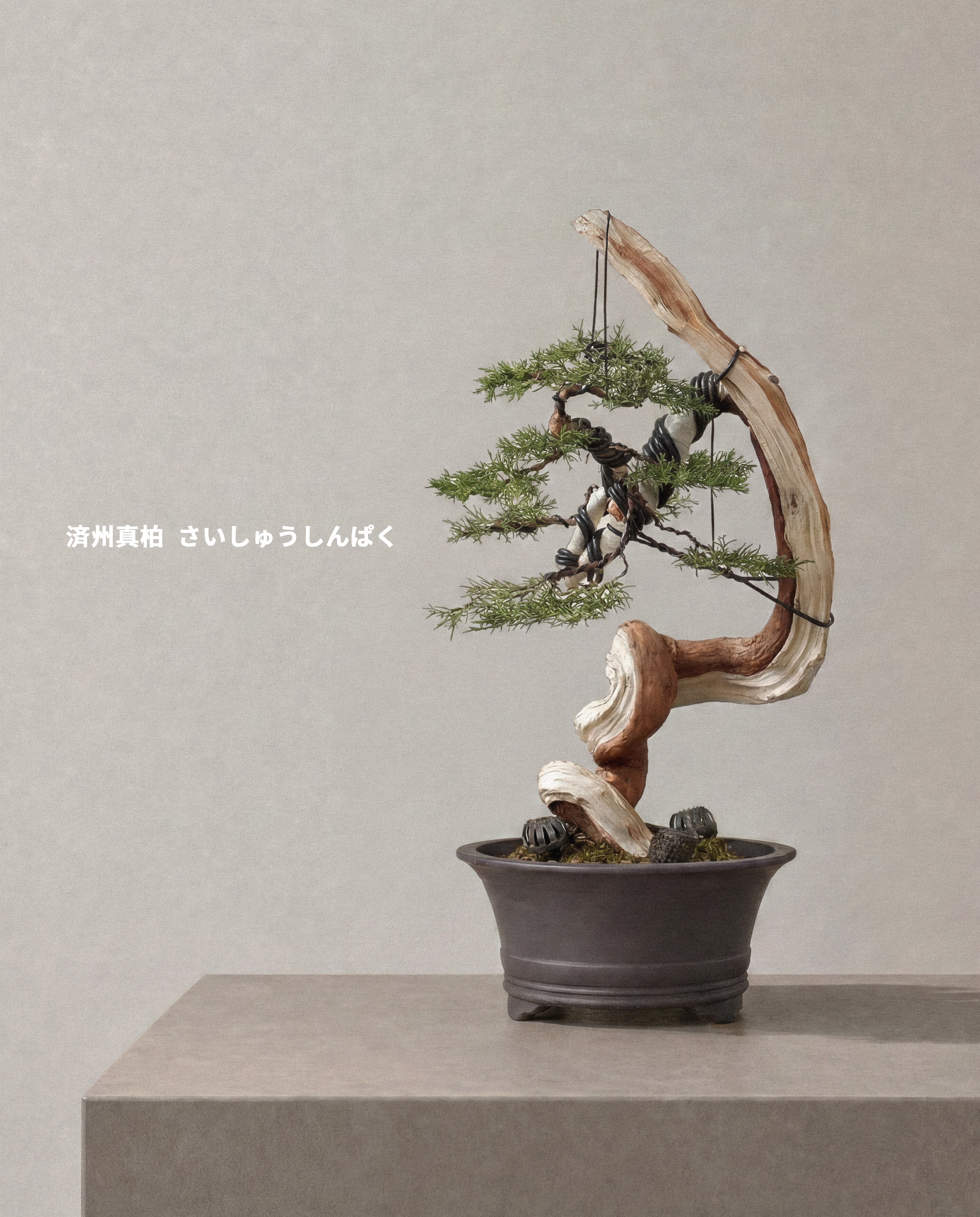 濟州真柏 — Juniperus chinensis ‘Jeju’ 03