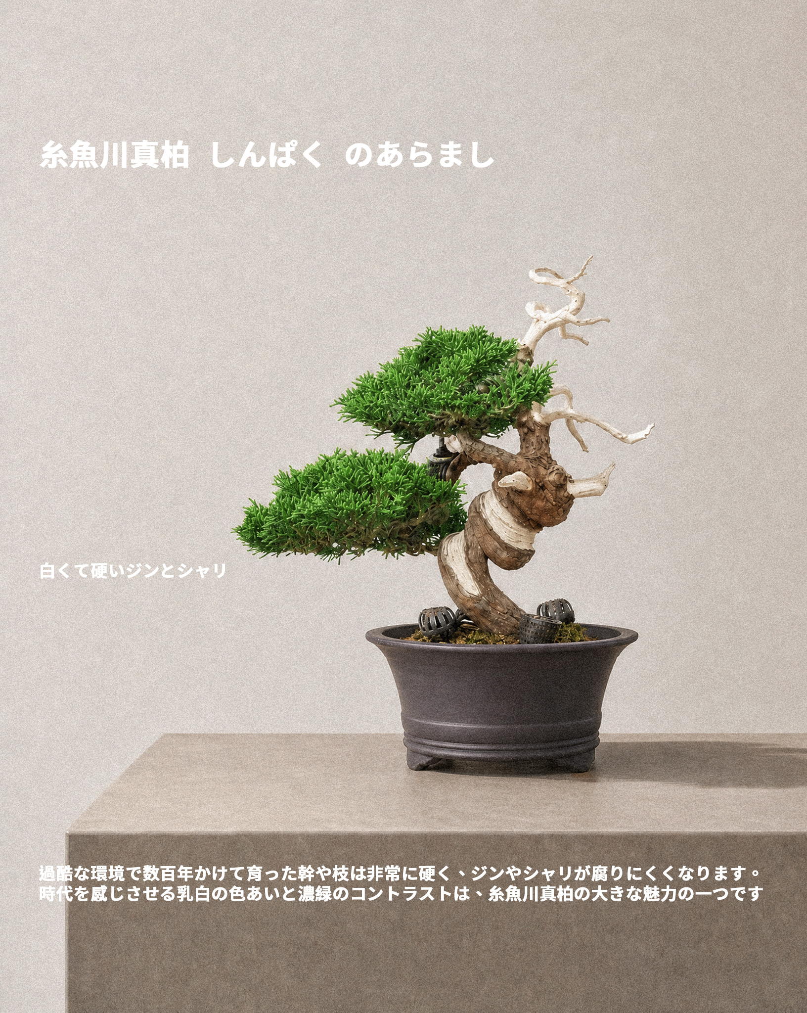 日本系魚川真柏 — Itoigawa Shimpaku 04