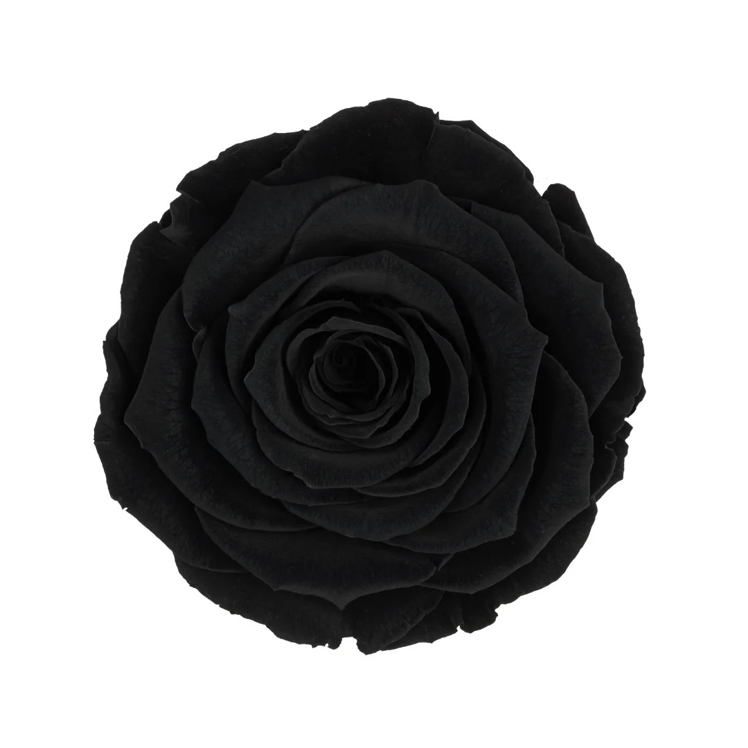 BLA-01｜7cm 6輪 XL｜RoseAmor
