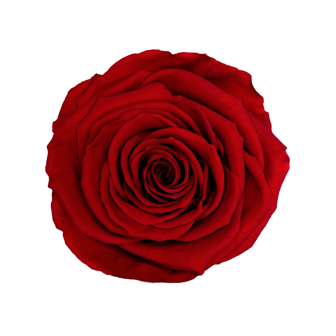 RED-02｜7cm 6輪 XL｜RoseAmor