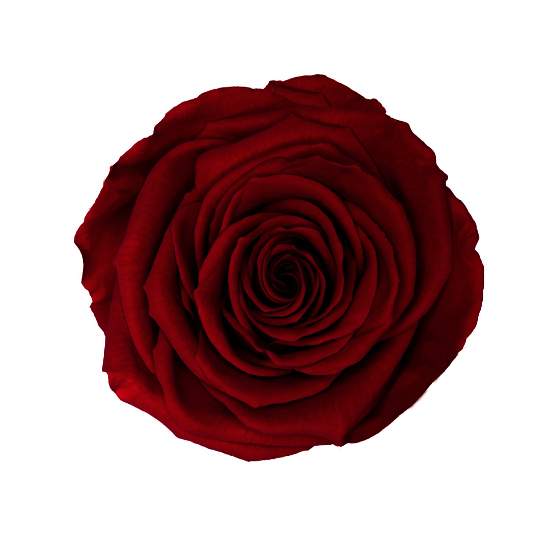 RED-01｜7cm 6輪 XL｜RoseAmor
