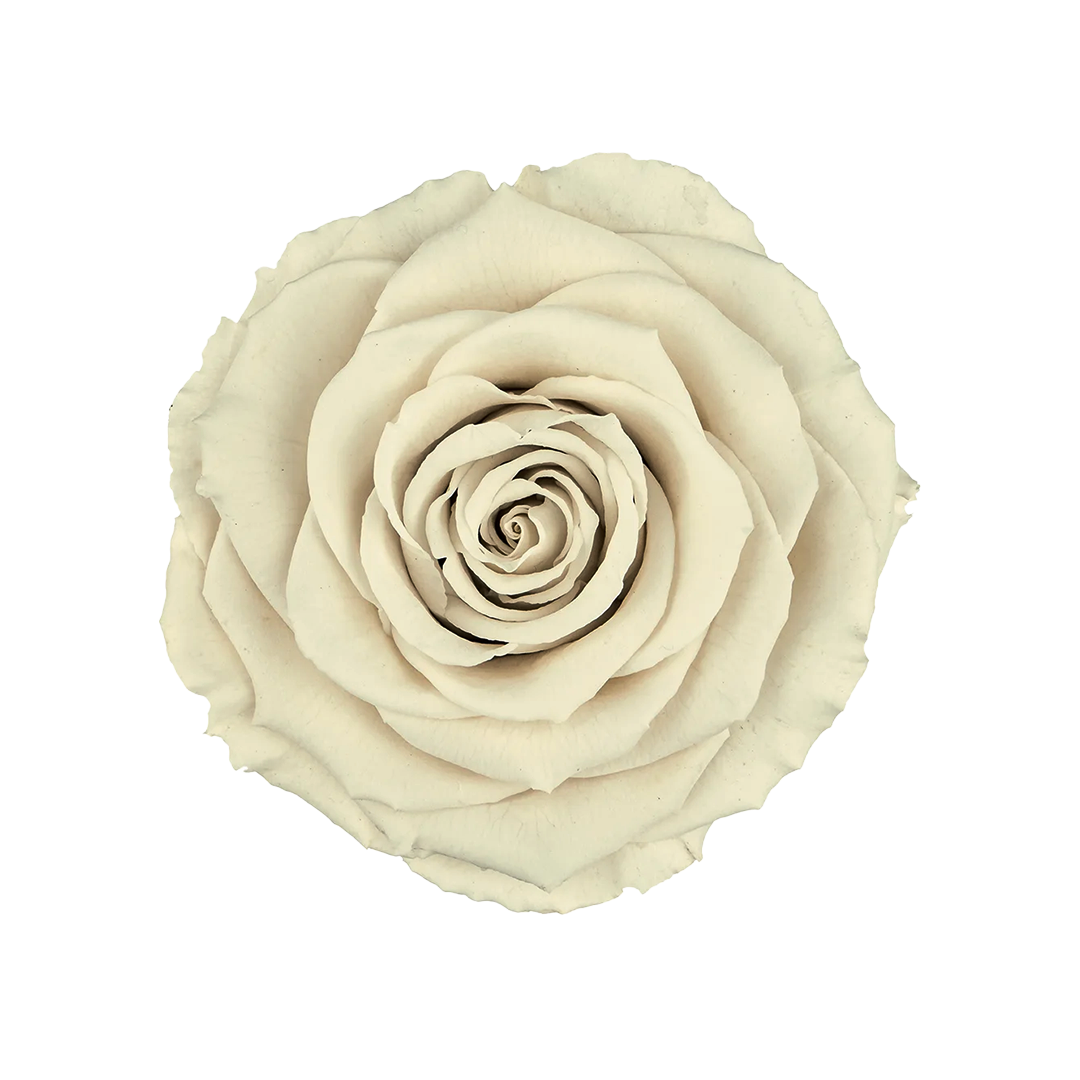 WHI-04｜7cm 6輪 XL｜RoseAmor
