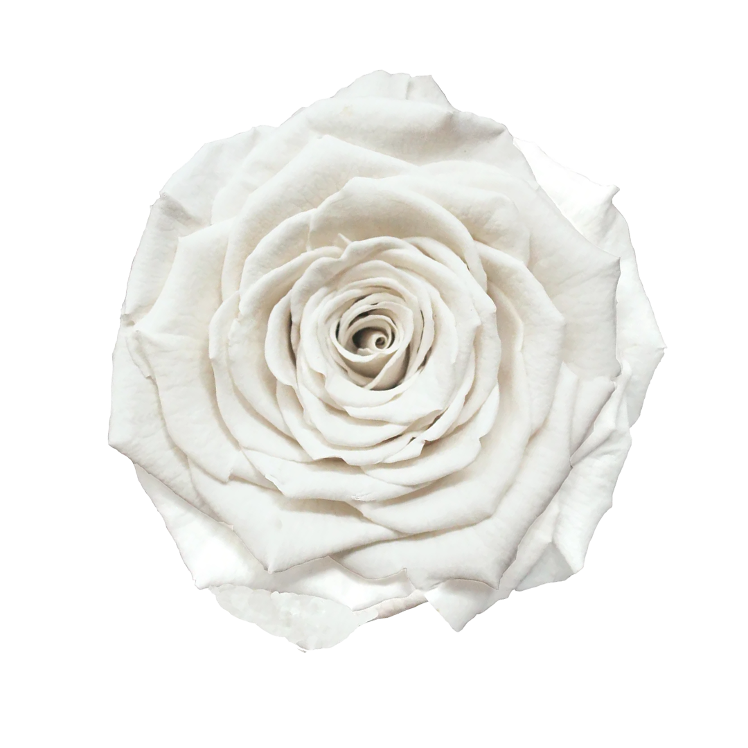 WHI-01｜7cm 6輪 XL｜RoseAmor
