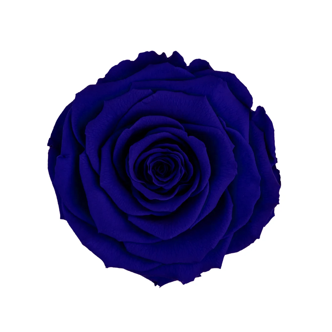 BLU-03｜7cm 6輪 XL｜RoseAmor