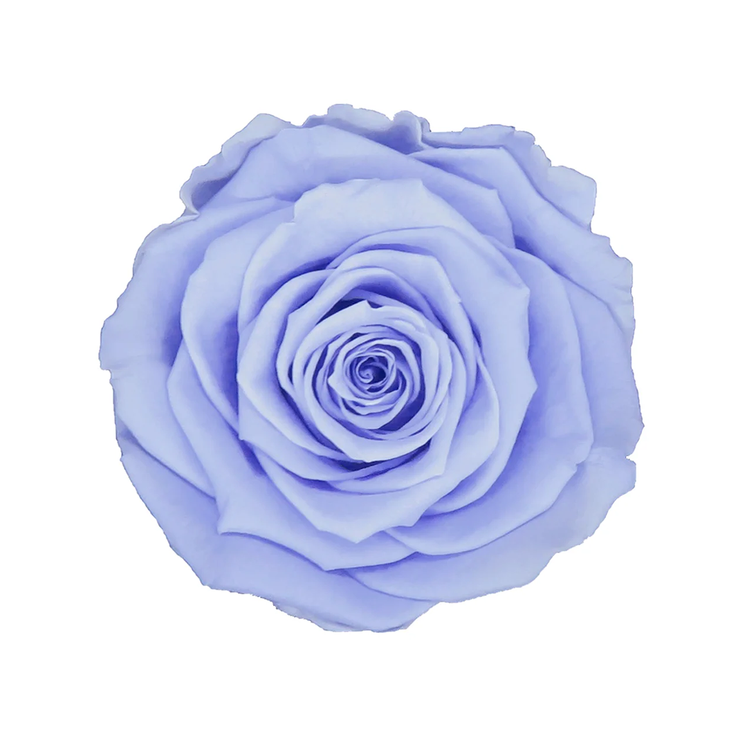 VIO-89｜7cm 6輪 XL｜RoseAmor