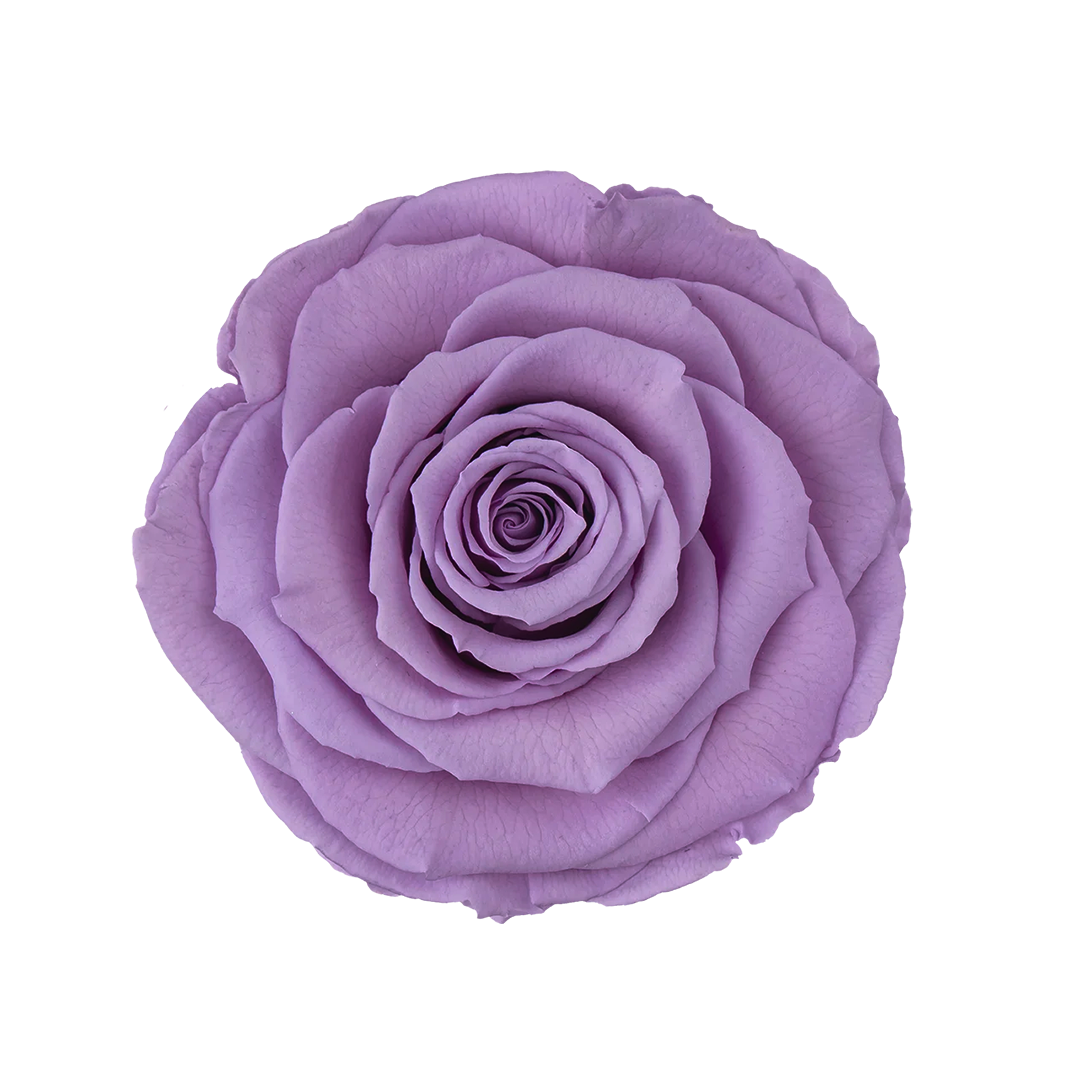 VIO-03｜7cm 6輪 XL｜RoseAmor