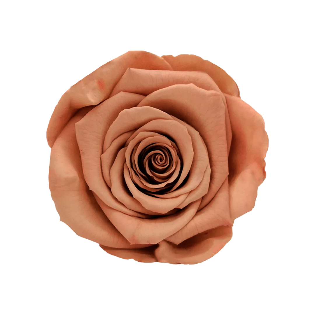 CHO-89｜7cm 6輪 XL｜RoseAmor