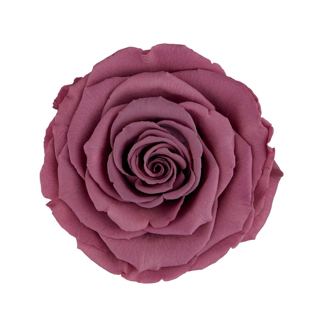VIO-02｜7cm 6輪 XL｜RoseAmor