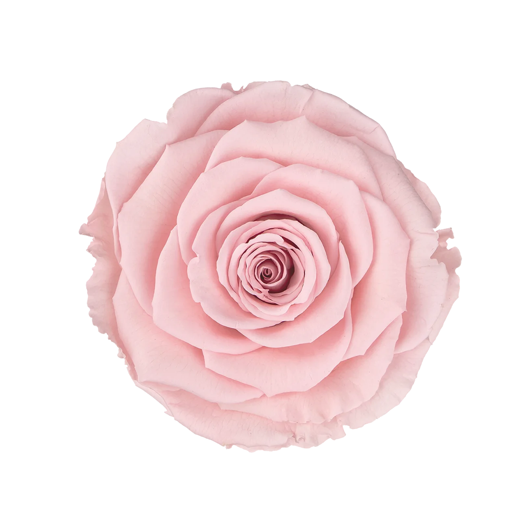 PIN-04｜7cm 6輪 XL｜RoseAmor