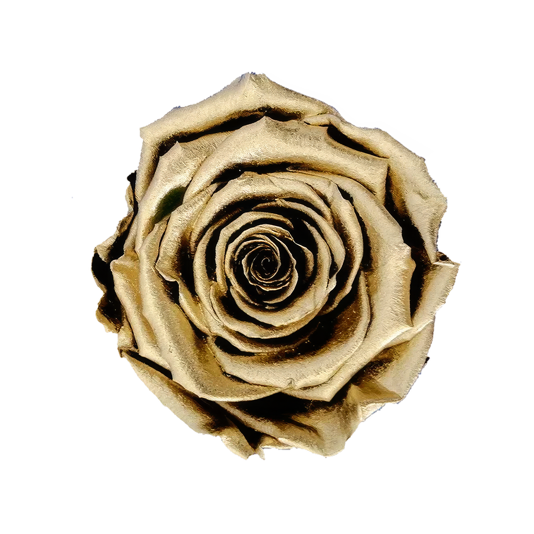 M4 GOLD｜7cm 6輪 XL｜RoseAmor