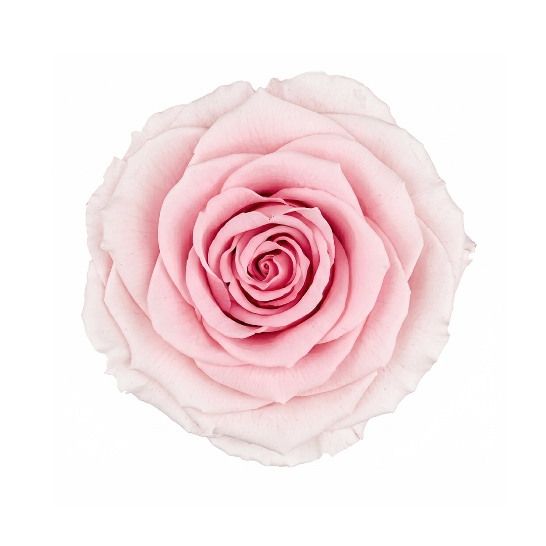 PIN-89｜7cm 6輪 XL｜RoseAmor