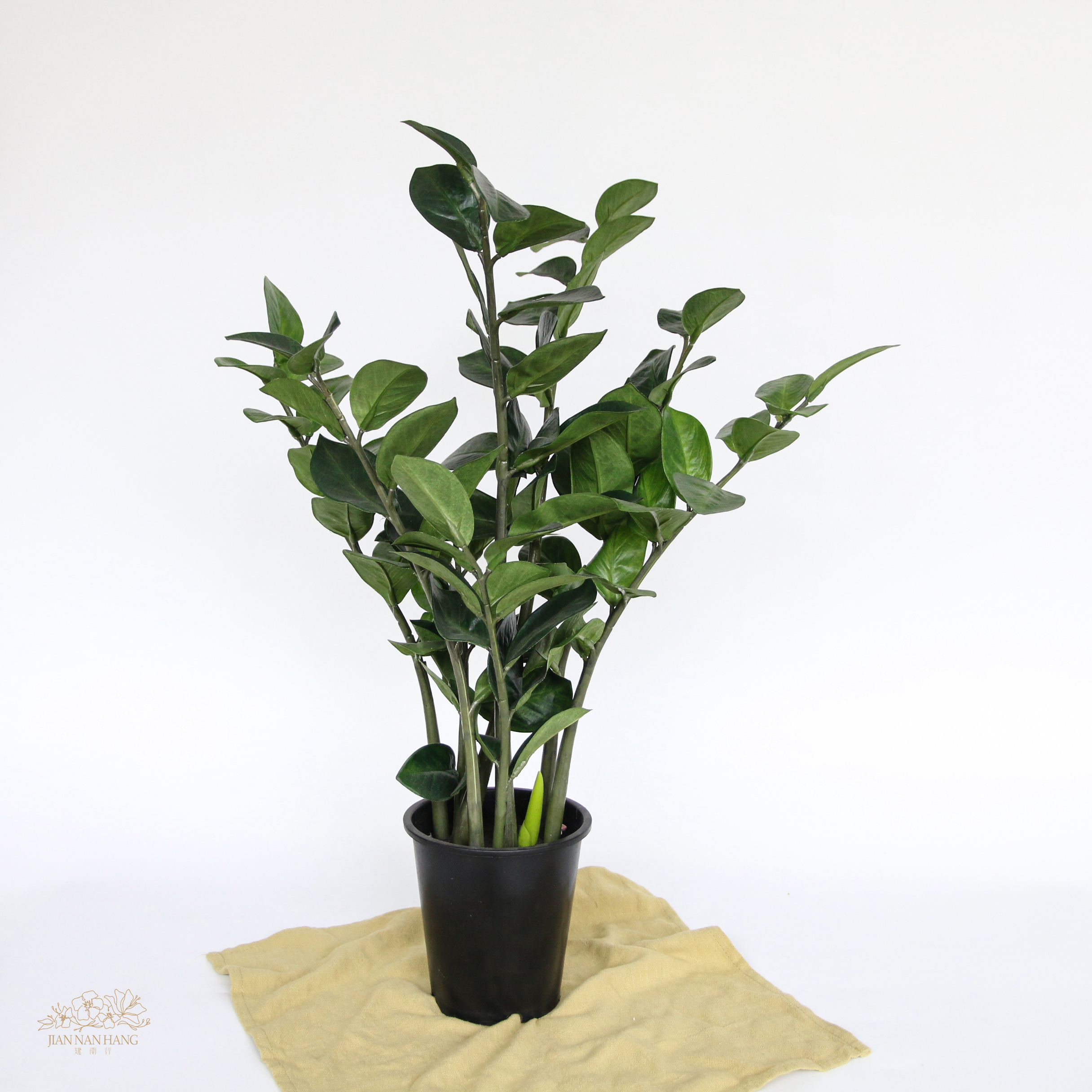 擬真樹 金錢樹 57cm
