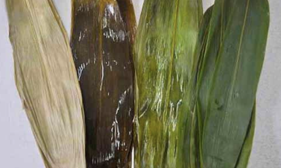 常見粽葉有麻竹葉、桂竹葉、月桃葉這3種