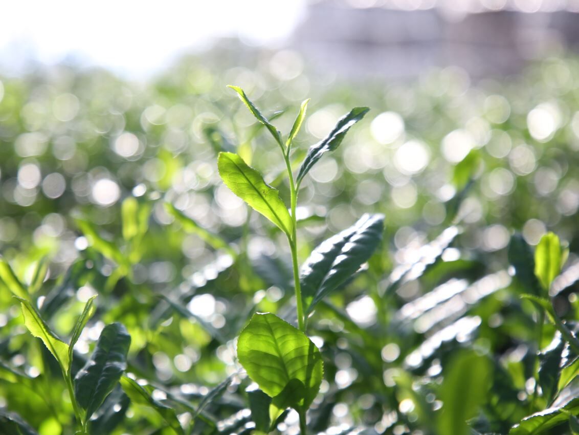 碧翠園 抹茶 新抹茶 ≪數量・期間限定≫ 【綠茶 / 京都府產宇治抹茶】【新茶】