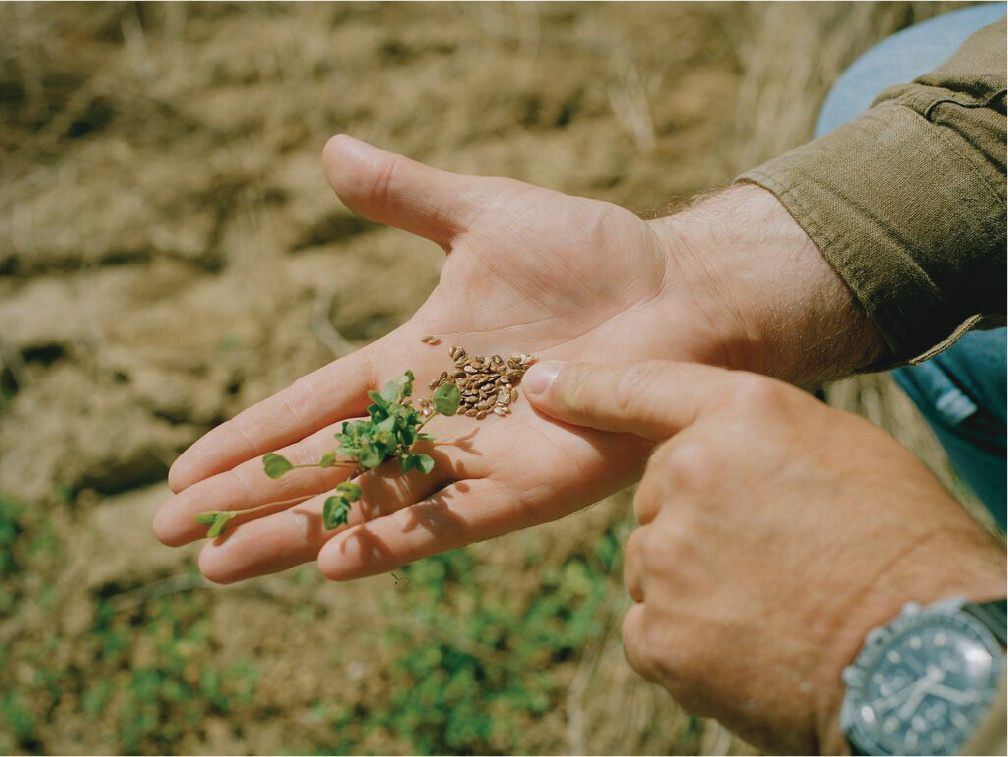 Seeds