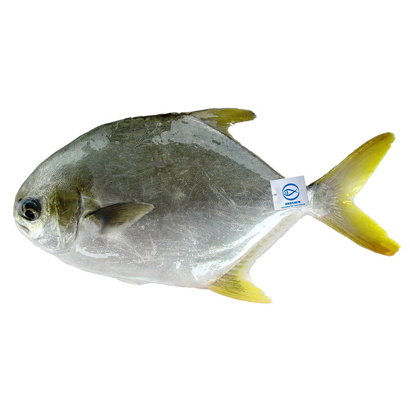 優質黃立鯧 (300克)
