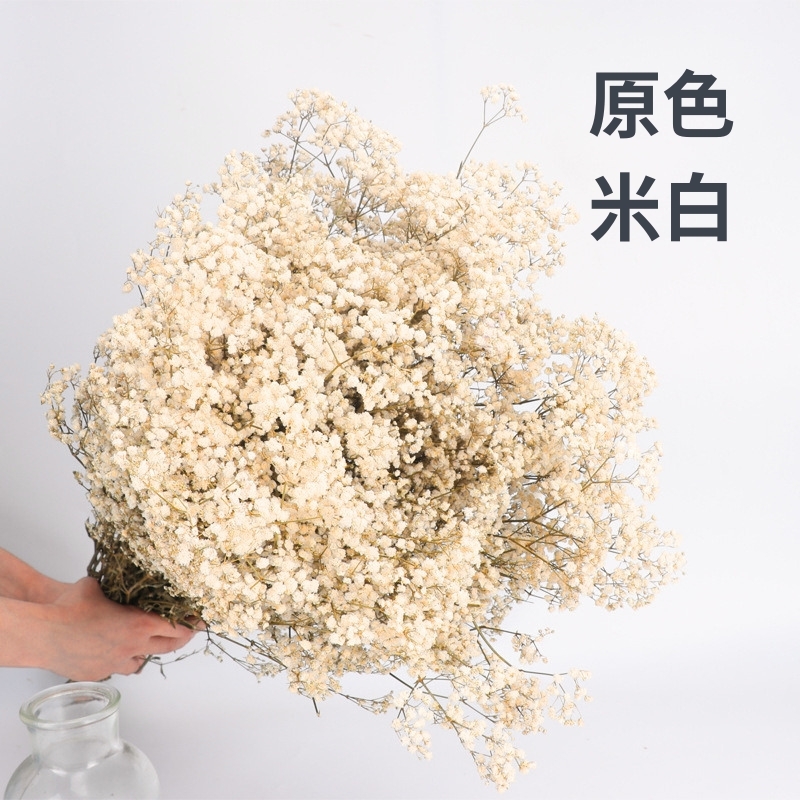 A級滿天星１２０克 永生花