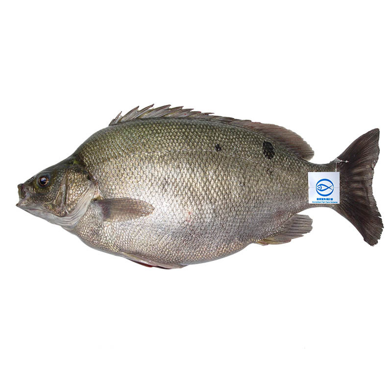 優質寶石魚 (300克)