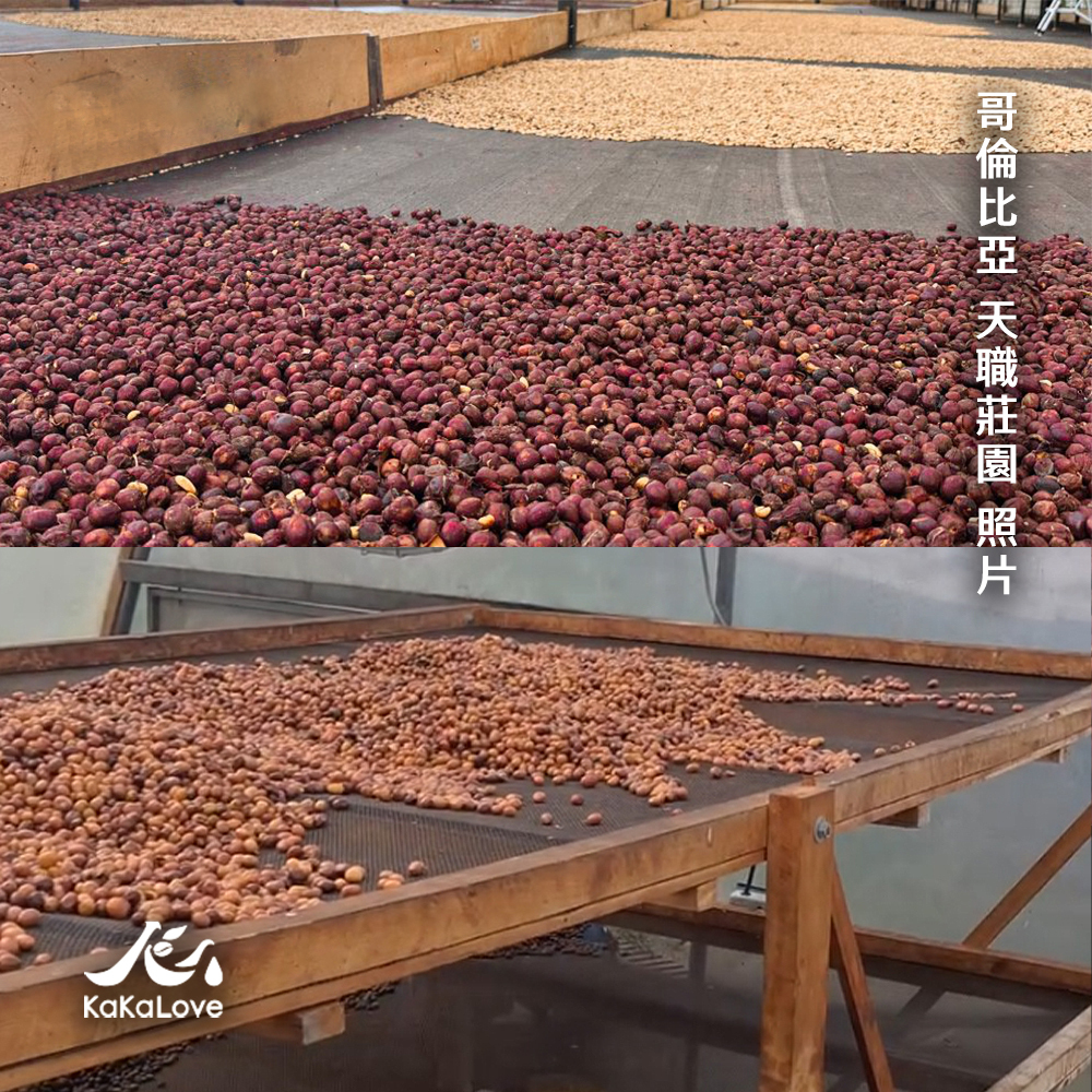 哥倫比亞 日曬 昆迪納馬卡 天職莊園 藝伎  0.25磅