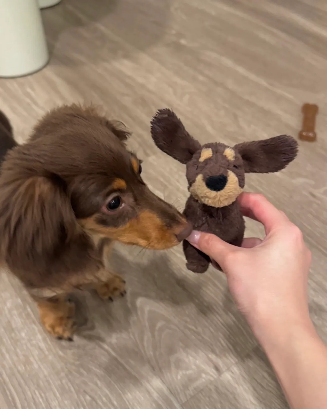JELLYCAT 臘腸狗 咖啡色 毛絨 公仔 17CM
