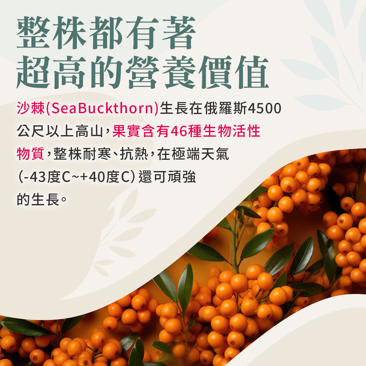 沙棘果生長環境與營養價值說明。右側展示密密麻麻、色澤飽滿的亮橘色沙棘果實與綠葉。左側文字標題為「整株都有著超高的營養價值」,內文說明沙棘(SeaBuckthorn)生長在俄羅斯4500公尺以上高山,果實含有46種生物活性物質,整株耐寒、抗熱,在極端天氣(負43度C至正40度C)下仍可頑強生長。久保生醫精選此極端環境孕育出的精華,帶來最純淨的滋養。
