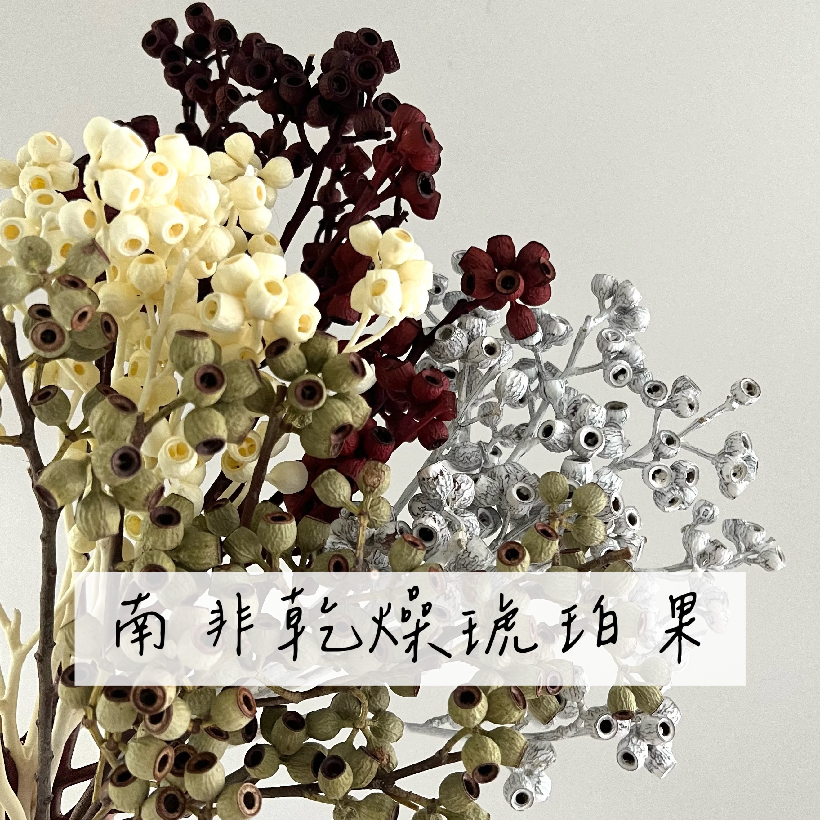 南非乾燥琥珀果