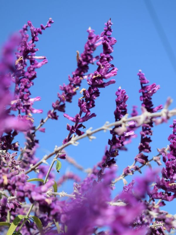 Clary Sage
