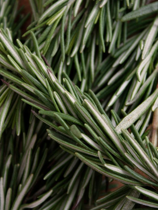 Rosemary