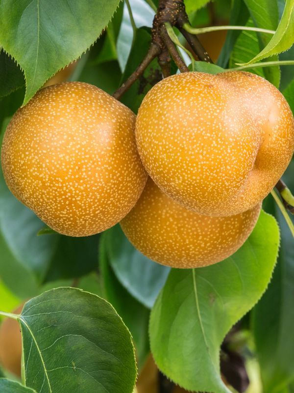 Korean Pear