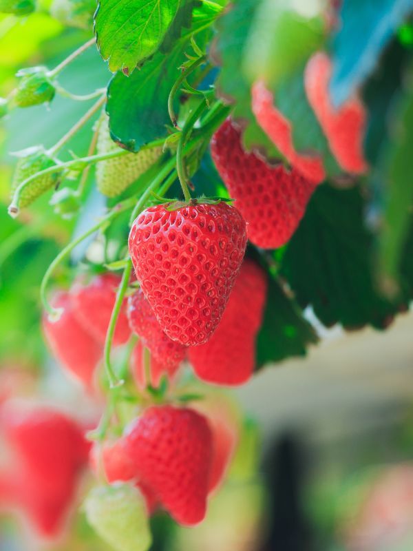Strawberry