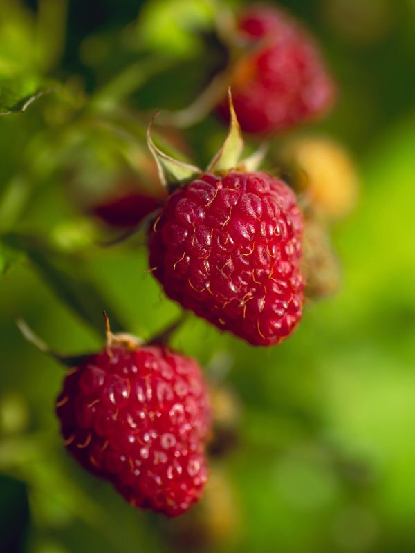 Raspberry