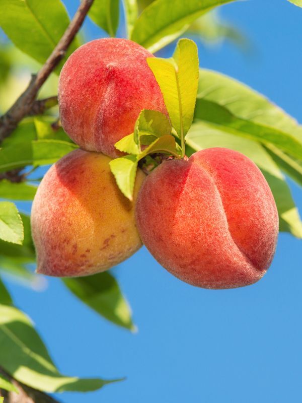 Pink Peach