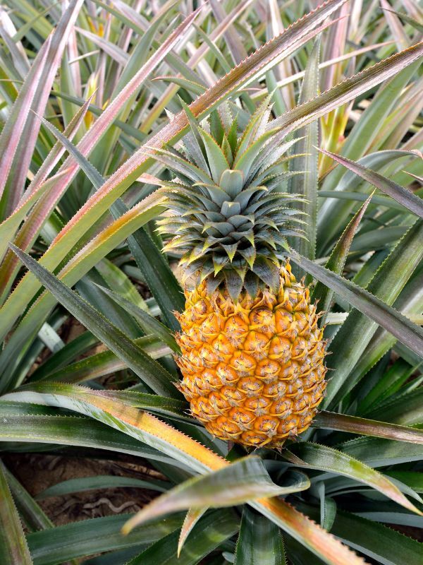 Pineapple