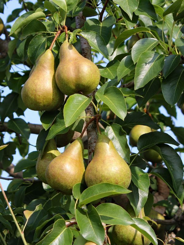 Pear