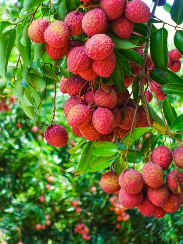 Lychee