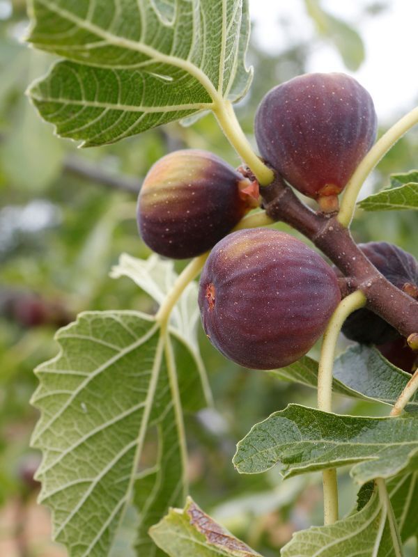 Fig