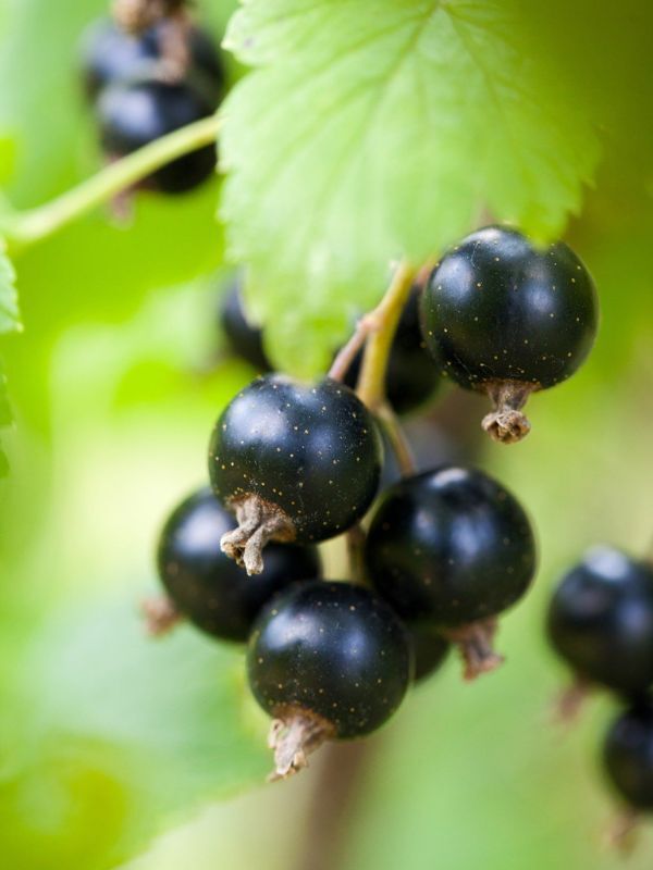 Black Current