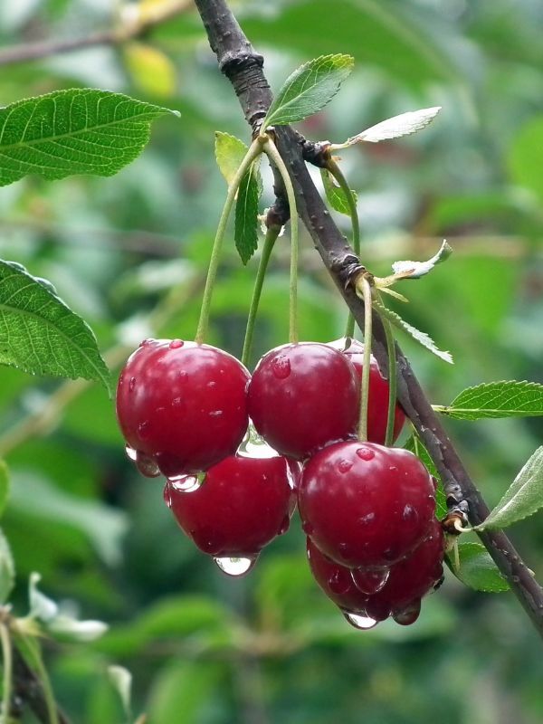 Cherry