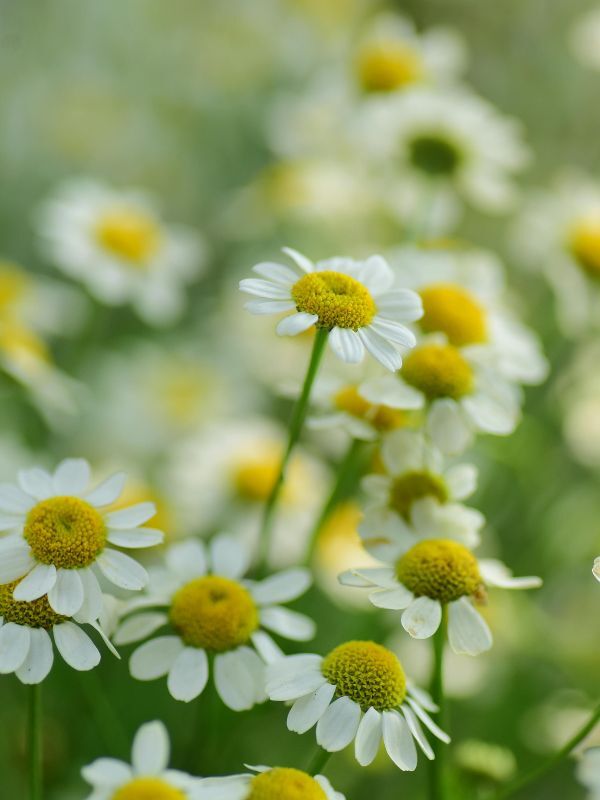Korean Chamomile
