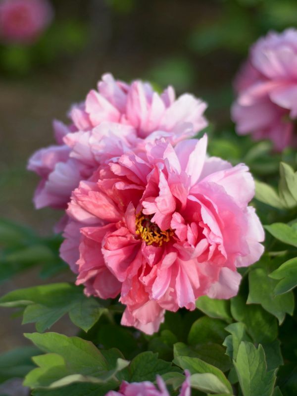 Peony