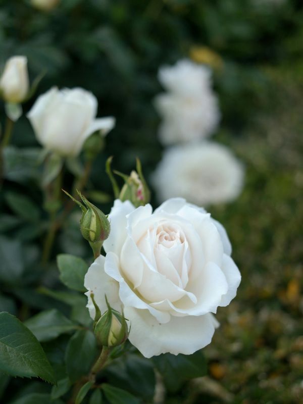White Rose